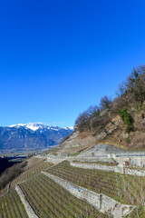 Weinbau in Aigle, Kanton Waadt / Schweiz