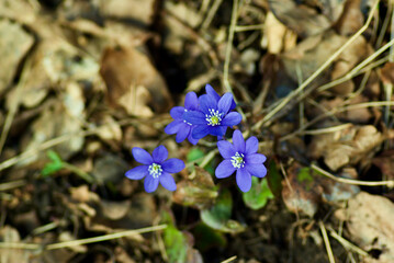 Blue hepatica nobilis plants growing outdoors in the nature in spring in Sweden .