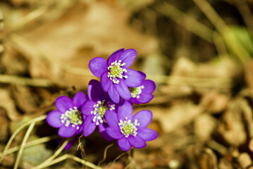 Blue hepatica nobilis plants growing outdoors in the nature in spring in Sweden .