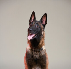 portrait of belgian shepherd in studio close-up