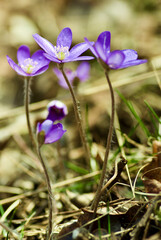 Blue hepatica nobilis plants growing outdoors in the nature in spring in Sweden .