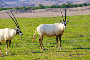 antelope in the savannah