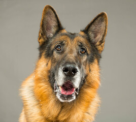 german shepherd dog