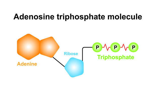 Adenosine Triphosphate Molecule (ATP) Structure. Colorful Symbols. Vector Illustration.