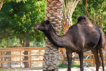 camel in the desert