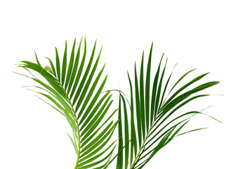 Palm fronds waving in the wind,