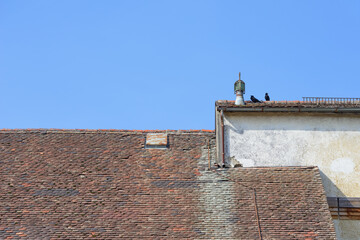 Two crows on old tiled roof