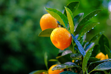 Tangerines bush close-up in the garden.Mandarin Harvest. Organic Bio Fruits.Mandarin fruits on a branch.Citrus fruit