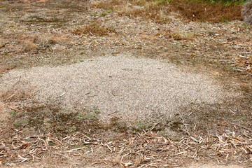 anthill in australian bushland
