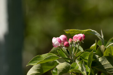 fiori di melo su alberi appena sbocciati in primavera