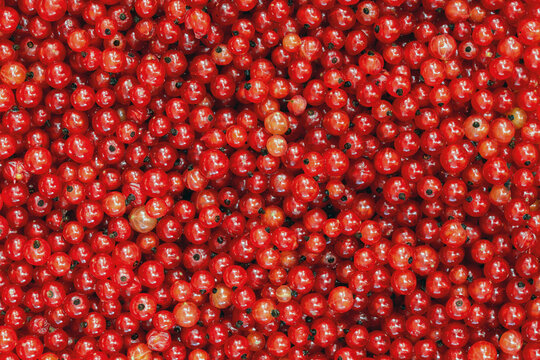 Harvest of fresh red currants ( Ribes rubrum ). Lots of berries