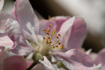 fiori di melo su alberi appena sbocciati in primavera