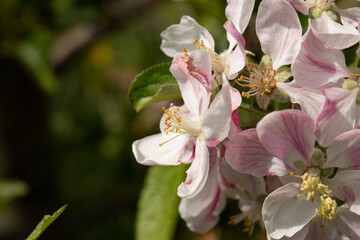 fiori di melo su alberi appena sbocciati in primavera