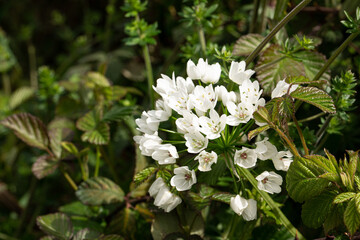 cespuglio di fiori bianchi appena sbocciati nel prato a primavera