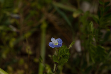piccolo fiore lilla nel prato appena sbocciato a primavera