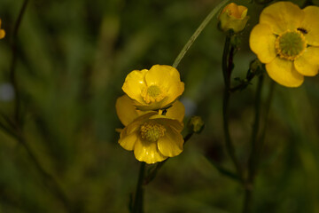fiori gialli selvatici nel campo appena fioriti a primavera