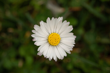Fototapeta premium white daisy flowers in a green field during summer