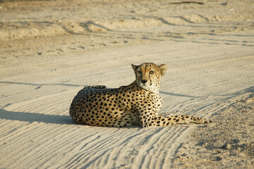 cheetah in the savannah