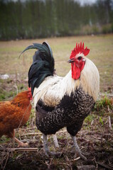 black and white rooster looking at the camera