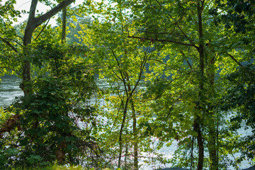 trees along the Chattahoochee river in Columbus GA
