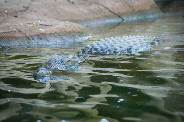 alligator in a pond