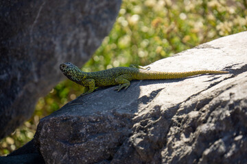 lizard on the rocks