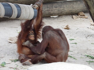 Monkeys tickling each other 