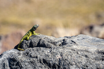 lizard on the rock