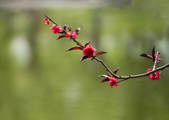 The purple peach blossoms are poetic