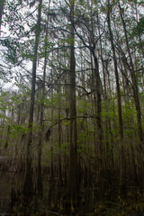 Caddo Lake