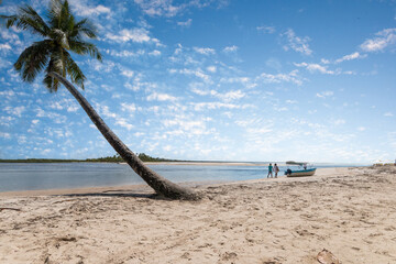Tropical beach with sloping coconut palms on Boipeba Island Bahia Brazil