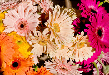 Gerbera L. iIt is a genus of plants in the Asteraceae family, native to tropical regions of South...