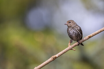 A pine siskin perched on a bare branch in Washington State.