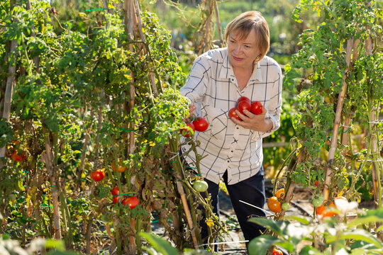 Portrait of elderly woman with harvest of tomatoes on the field. High quality photo