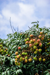 Lychees on tree is ready to ripen in april. The type of the fruit called “feizixiao” grow in Dongguan, Guangdong, China.