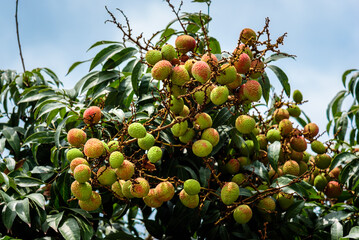 Lychees on tree is ready to ripen in april. The type of the fruit called “feizixiao” grow in Dongguan, Guangdong, China.
