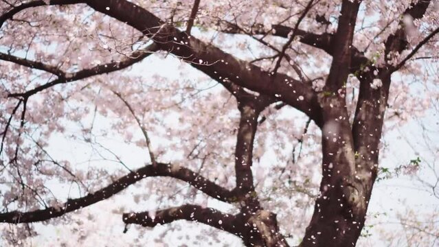 cherry blossom falling slowly