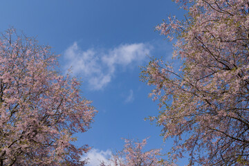 tree in bloom