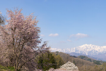 trees in the mountains