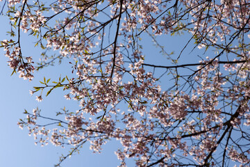 blossom in spring
