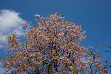 Fototapeta premium tree in spring