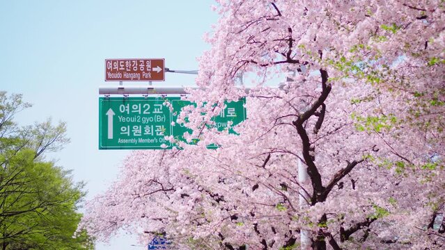 milestone and cherry blossom tree
