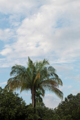 Fototapeta na wymiar Palm tree with more trees to the side and a cloudy sky behind it