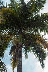 Fototapeta premium A palm tree close up with the blue sky in the background