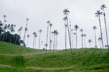 landscape of the wax palms in Colombia, Salento Cocora Quindio.