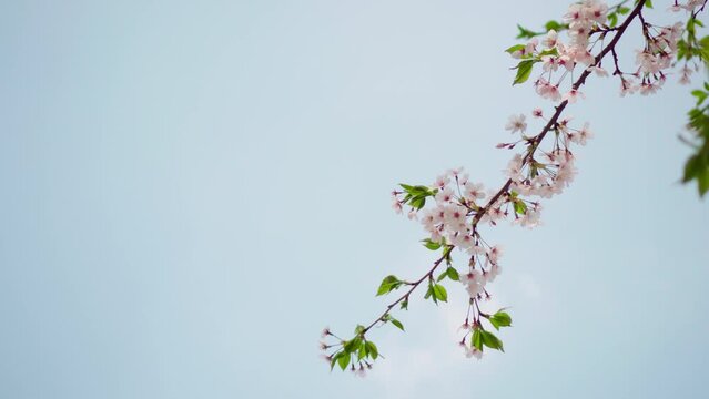 cherry blossoms tree branch with spring wind