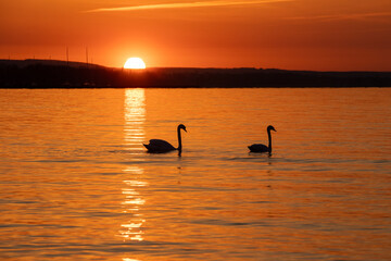 Landscape with silhouettes of two swans on the lake at sunset