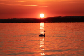 the silhouette of a swan on the lake at sunset