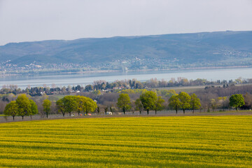 Fototapeta na wymiar landscape with a flowering rapeseed field near Lake Balaton - Hungary