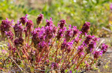 Fototapeta premium a close-up of flowering Lamium purpureum plants